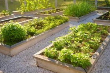 Raised beds pros and cons